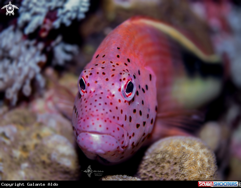 A Black-sided Hawkfish