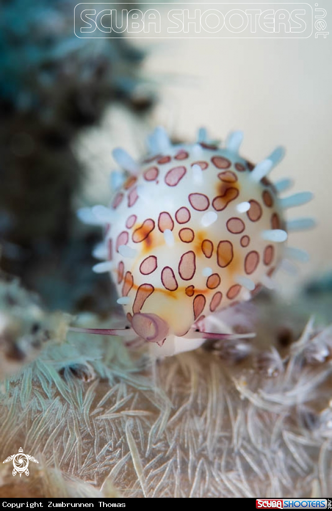 A Sea Snail 