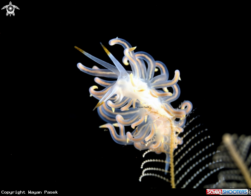 A Trinchesia sp