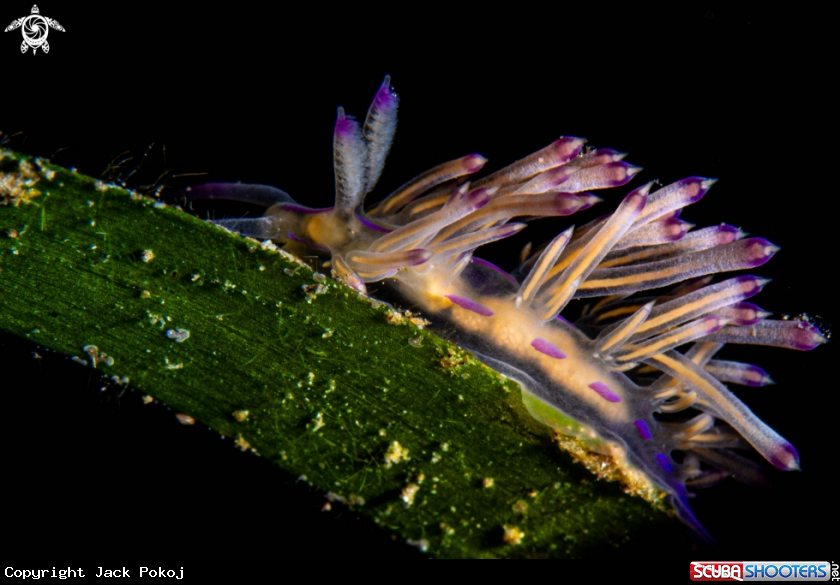 A Flabellina  rubrolineata