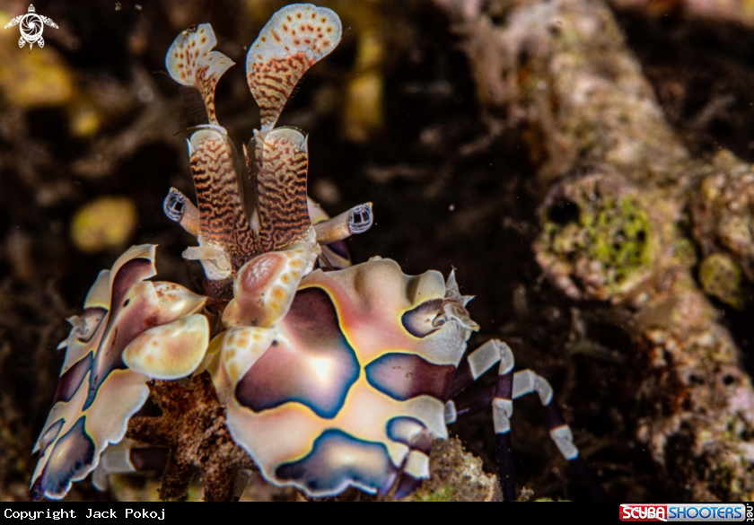 A Harlequin shrimp
