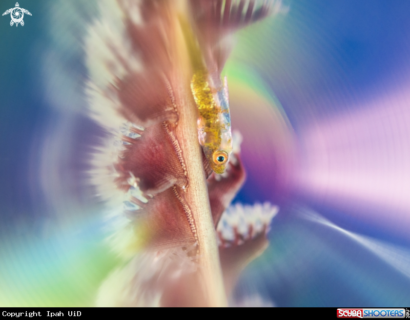 A common goby
