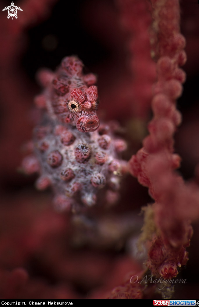 A Pygmy seahorse 