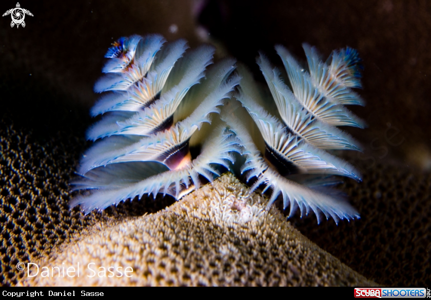 A Christmas tree worm