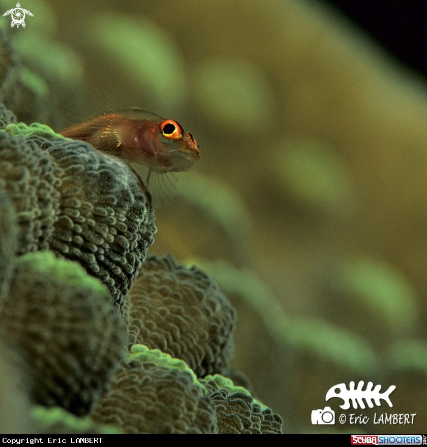 A Coral gobie 