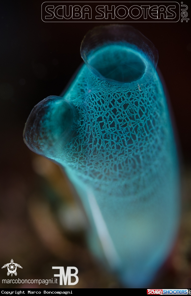 A Tunicate