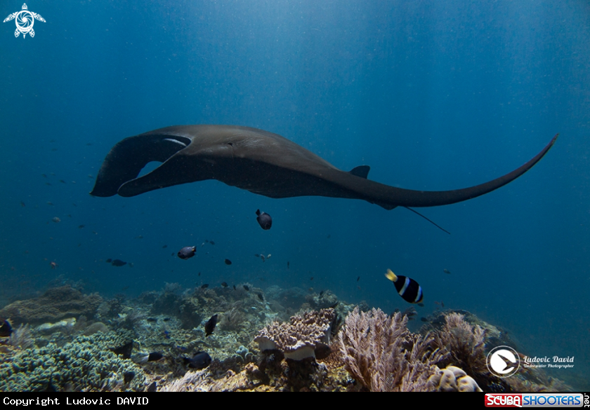 A Reef Manta