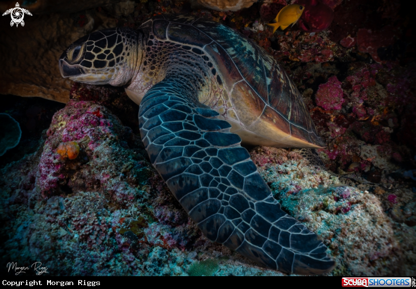 A Green Turtle 