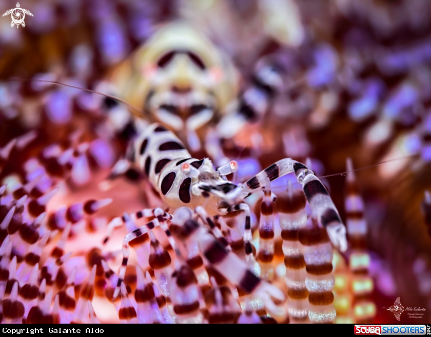 A Coleman Shrimp