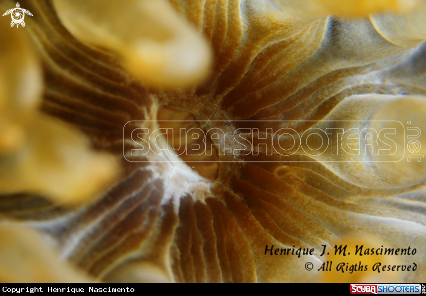 A underwater creature