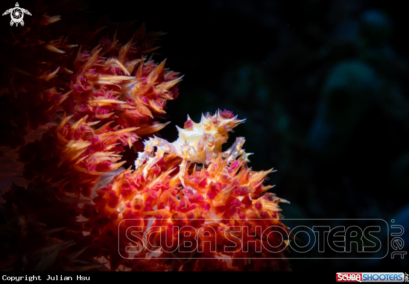 A Candy Crab