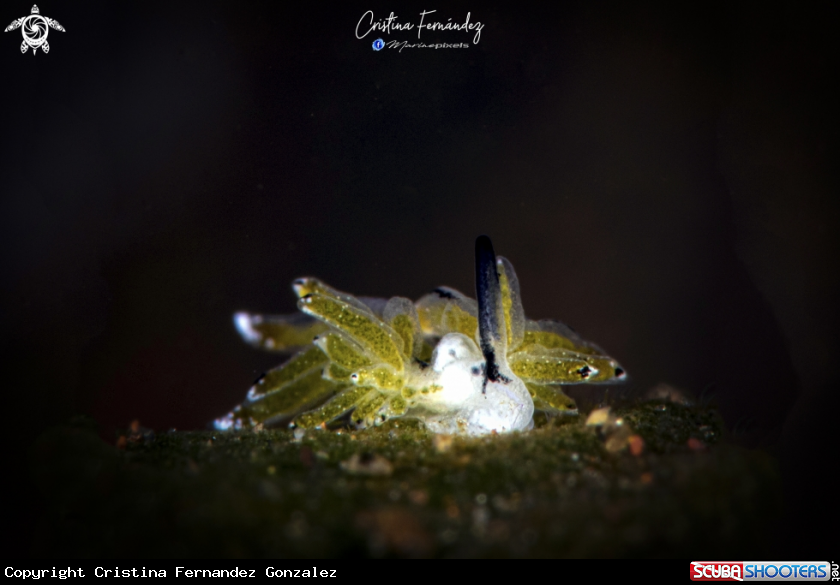 A Nudibranch