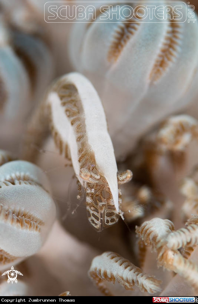 A Two stripes Shrimp 