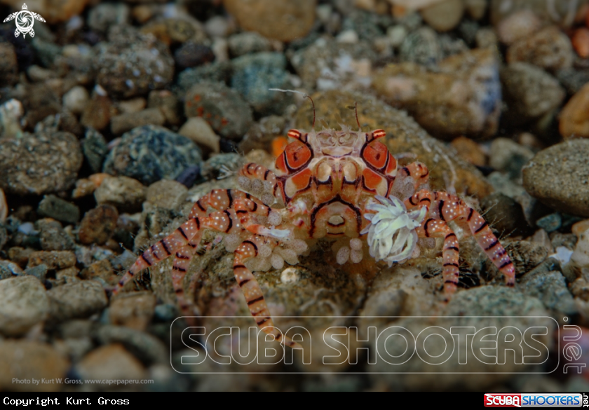 A Cheerleader Crab