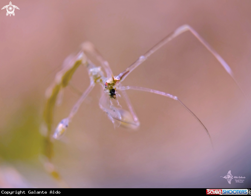 A Skeleton shrimp 
