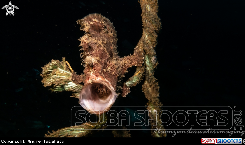 A Frog Fish