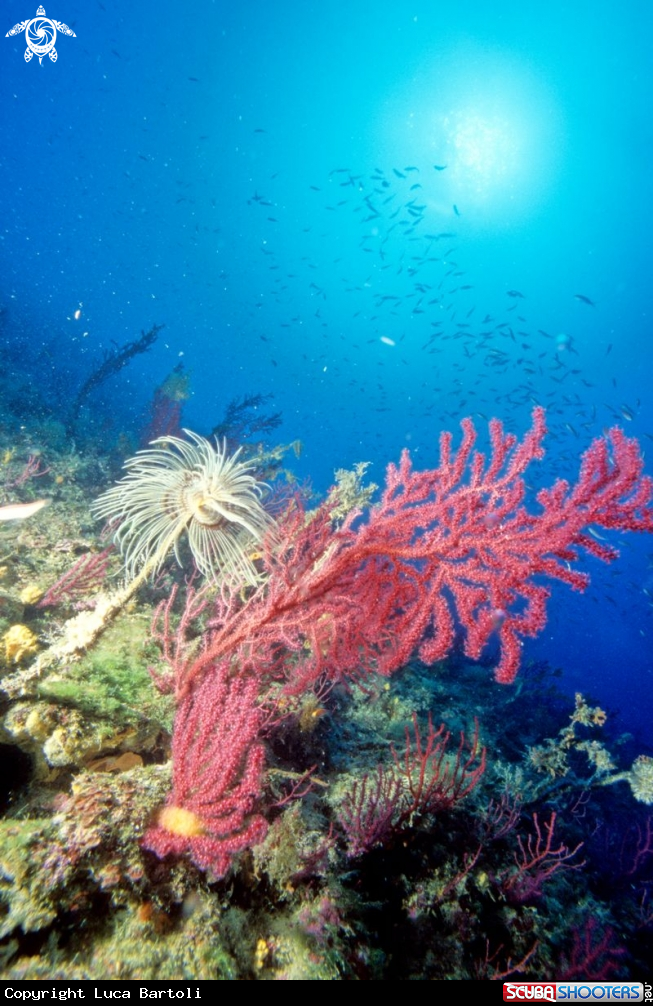 A coral