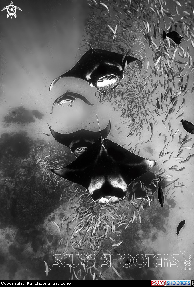 A Manta birostris