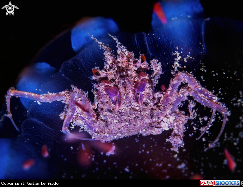 A Crab