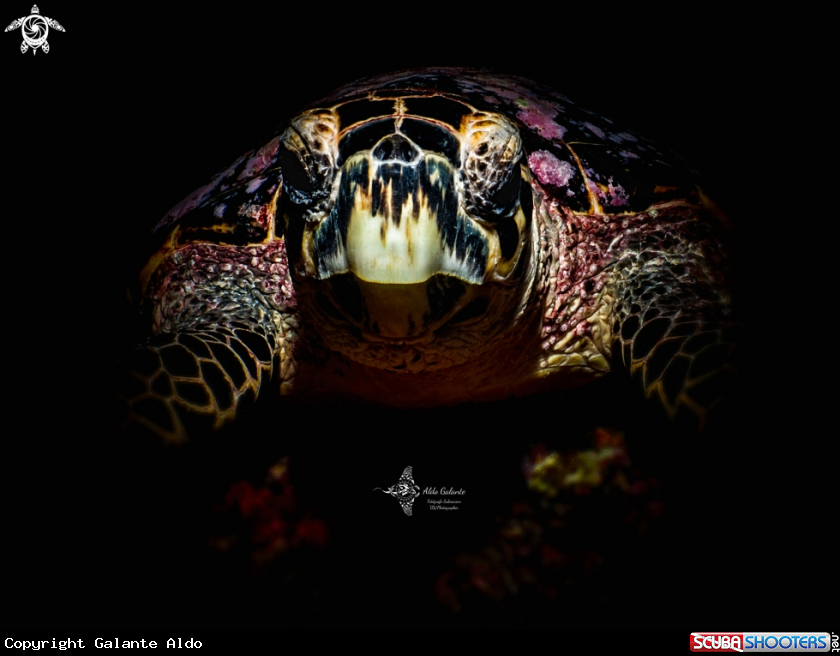 A Hawksbill Sea Turtle