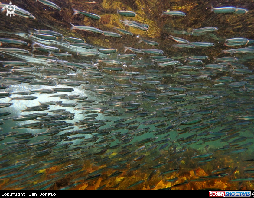 A bait fish