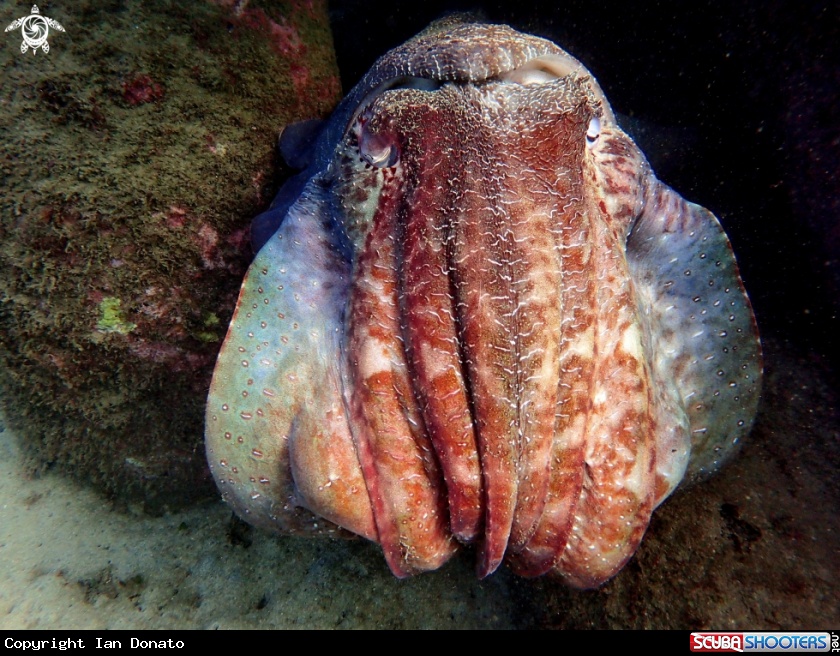 A Australian giant cuttlefish