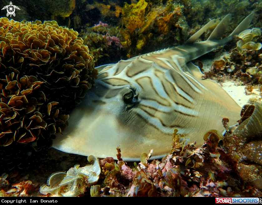 A Fiddler ray