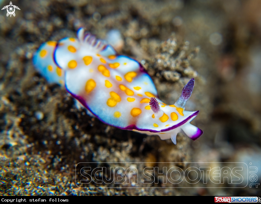 A Nudibranch