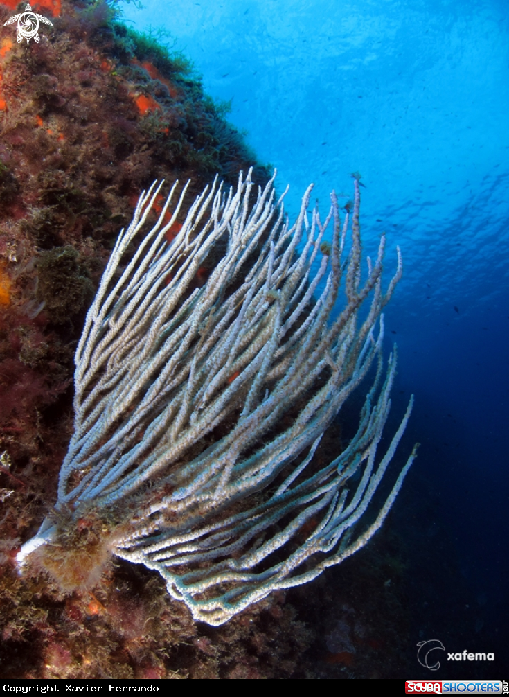 A underwater creature