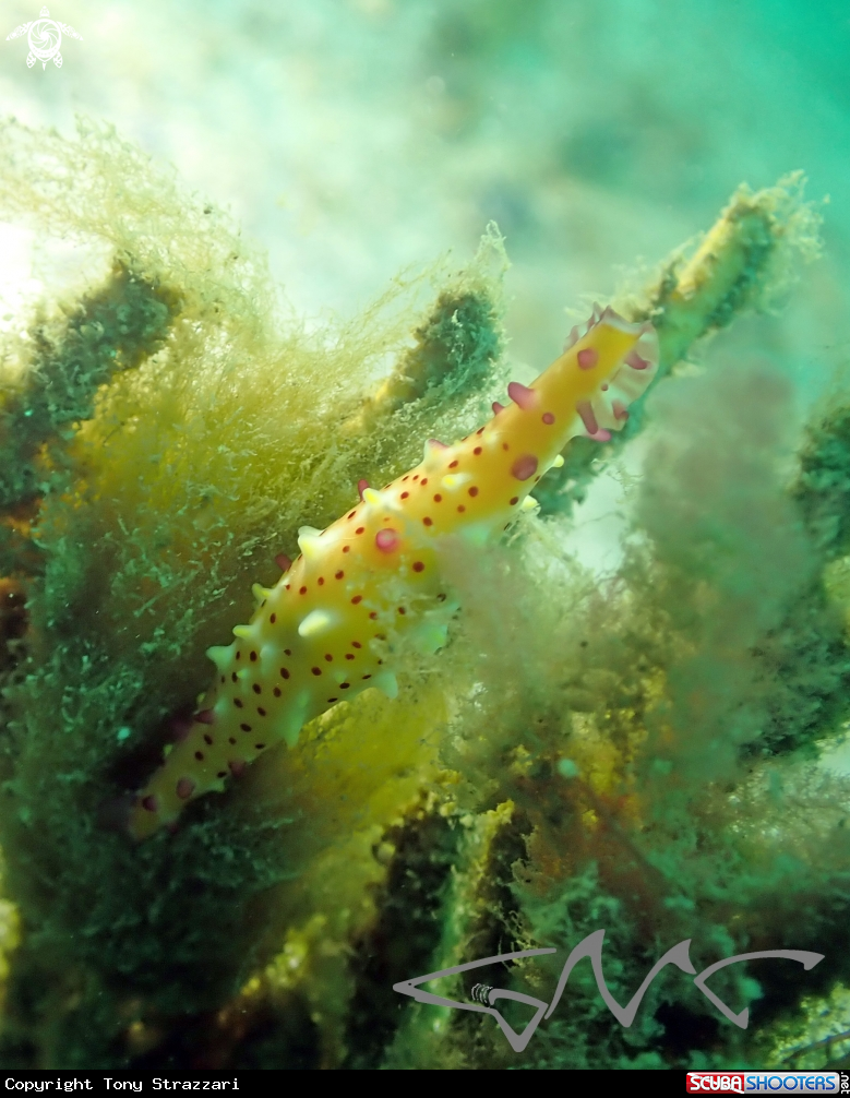 A Rose spindle cowry