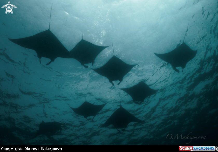 A Manta rays