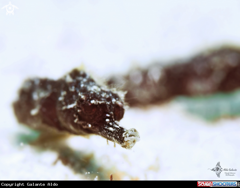 A Pipefish