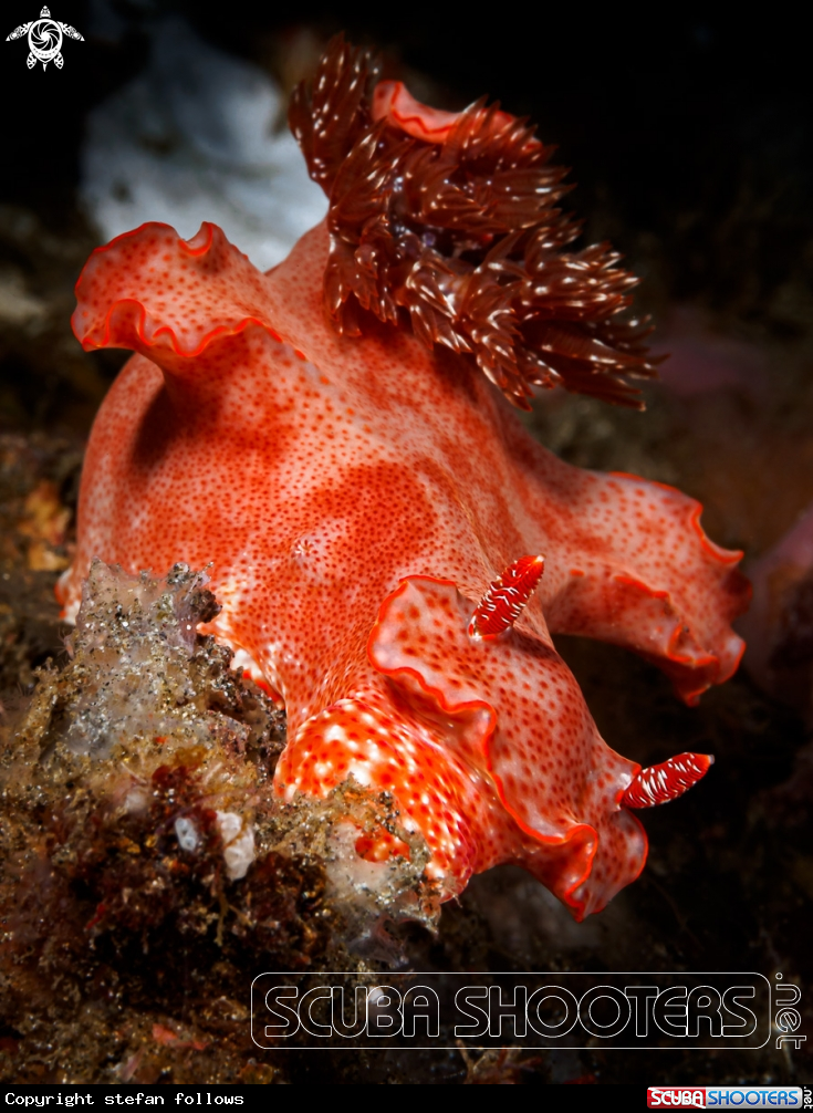 A Nudibranch