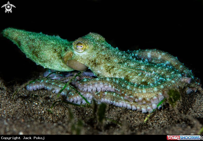 A Starry night octopus