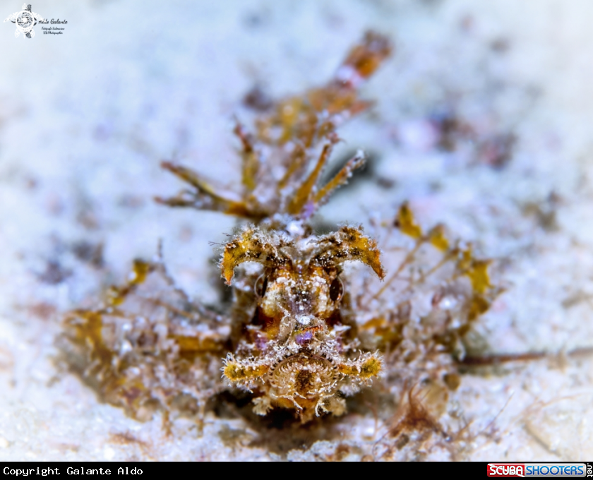 A Ambon Scorpionfish