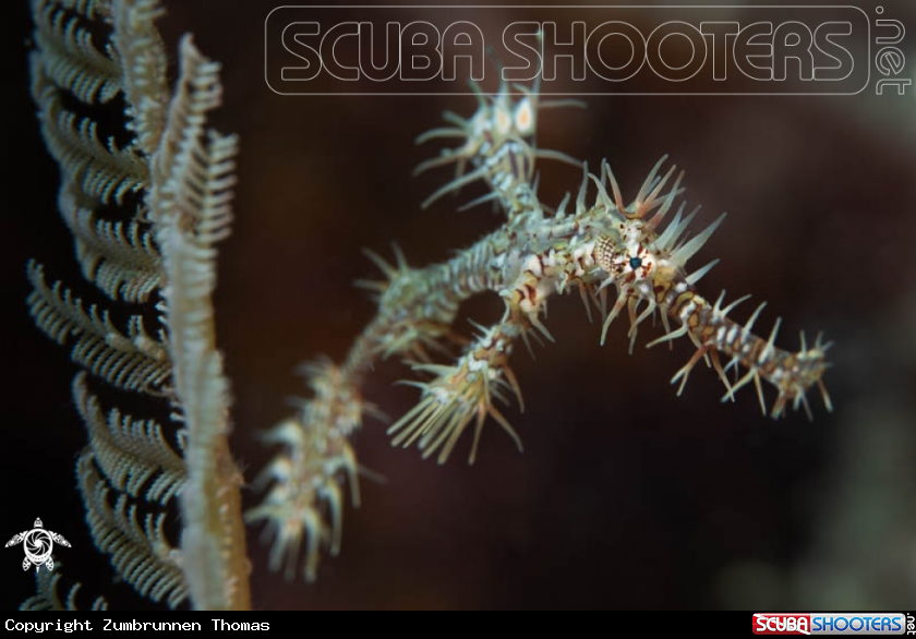 A Ghostpipefish 