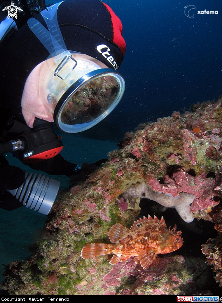 A underwater creature