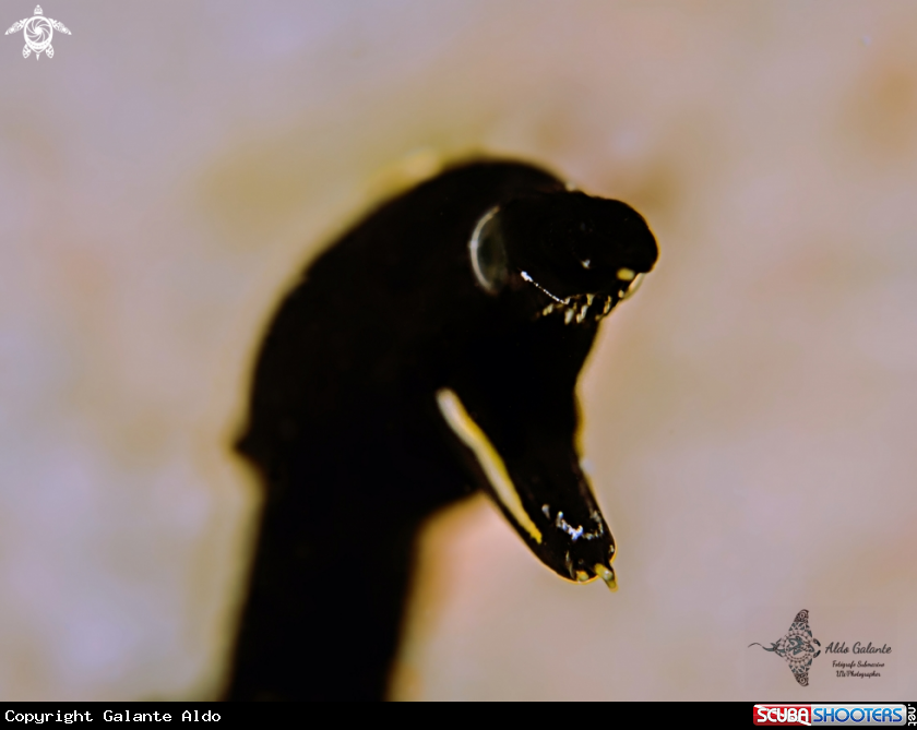 A Black Ribbon Eel Juvenil