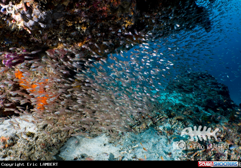 A Glass fishes