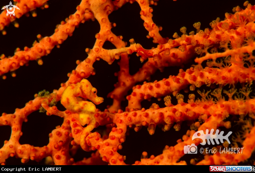 A Hippocampus Denise 