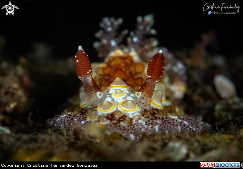 A Nudibranch