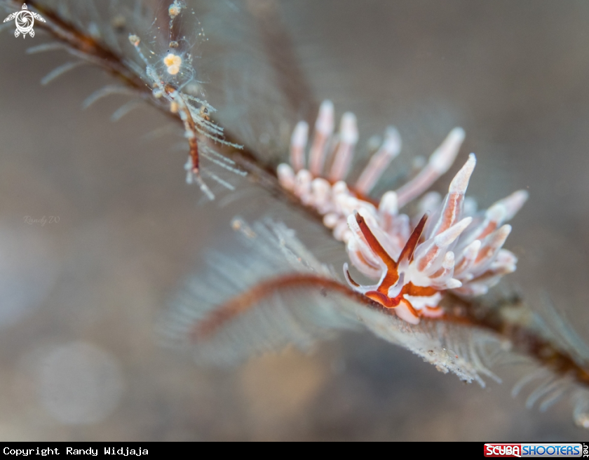 A Nudibranch