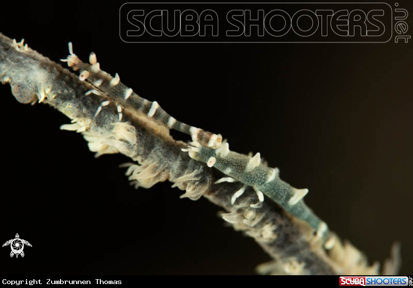 A Dragon Shrimp 