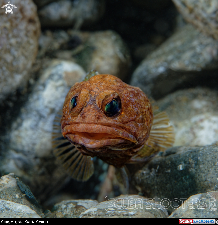 A Jawfish