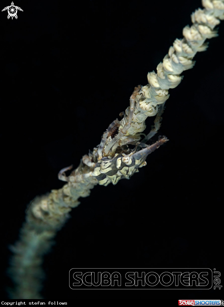 A Xeno Crab 