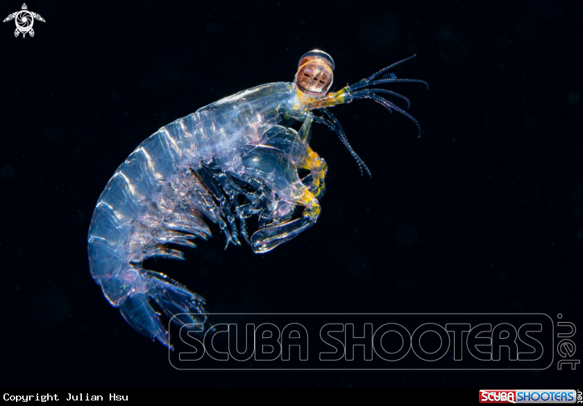 A mantis shrimp