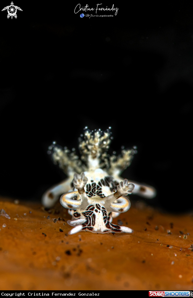 A Nudibrach