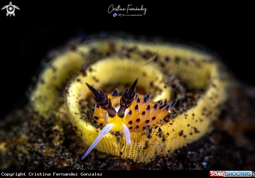 A Nudibranch