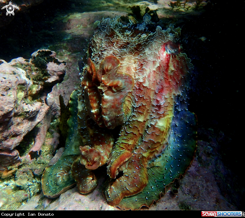 A Australian giant cuttlefish