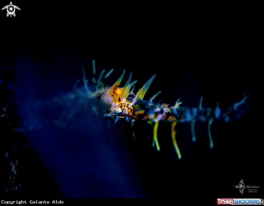 A Ghost Pipefish